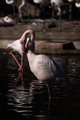 ピンクの鳥