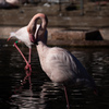 ピンクの鳥