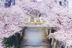 目黒川満開