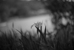 湖畔に咲く菖蒲