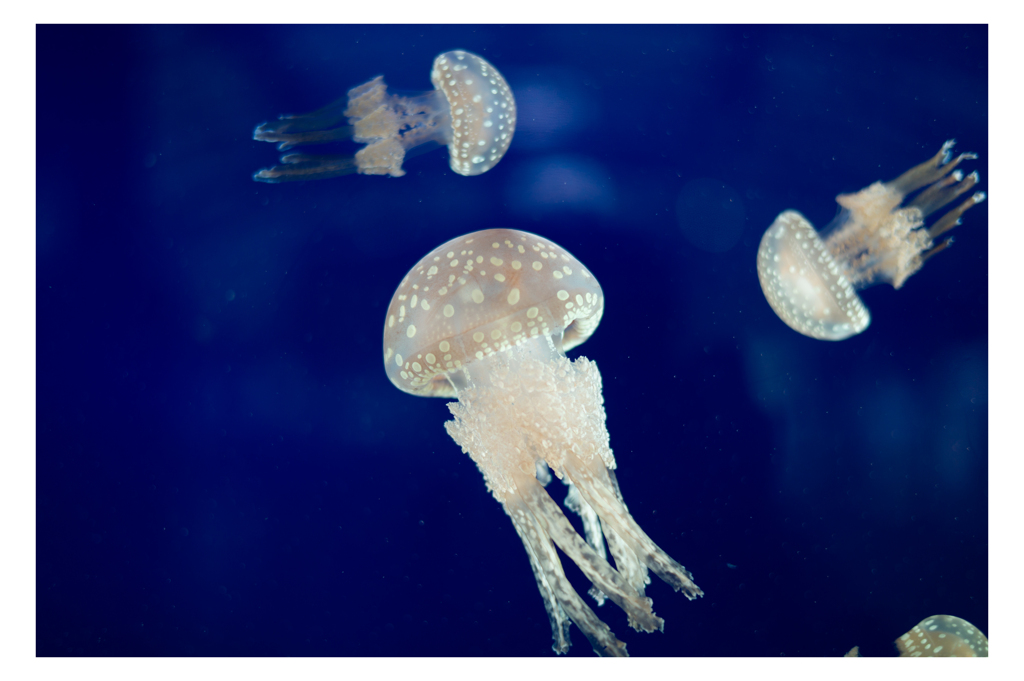 JELLYFISH