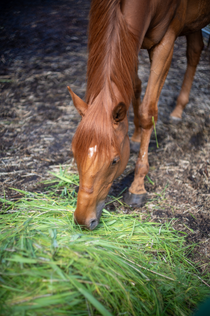 近所の馬