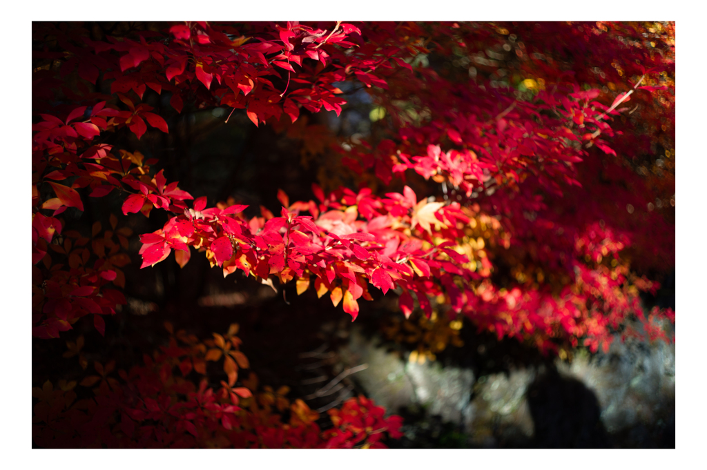 The RED