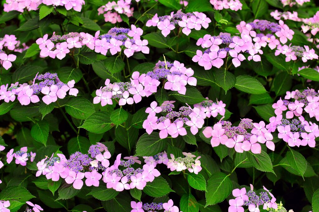 花まつり