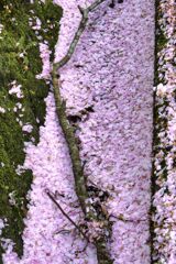 雪桜