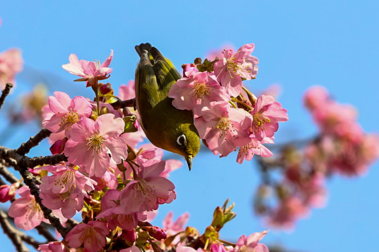 河津桜とメジロ2