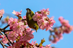 河津桜とメジロ2