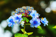 2022年　紫陽花