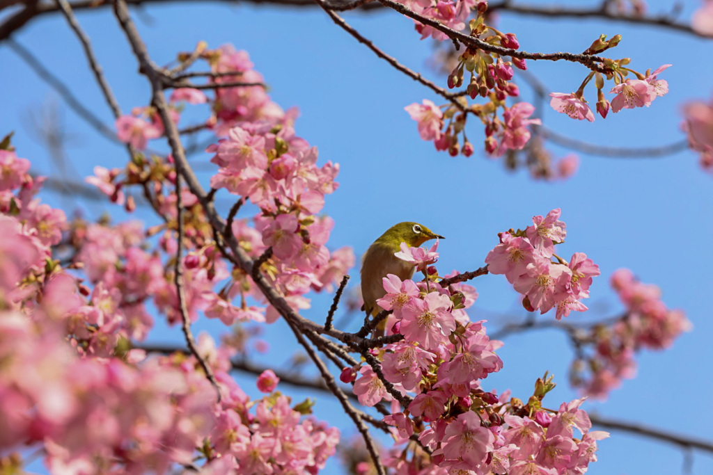 河津桜とメジロ