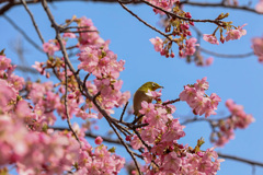 河津桜とメジロ