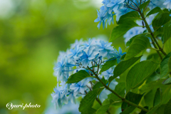 ふわふわ紫陽花