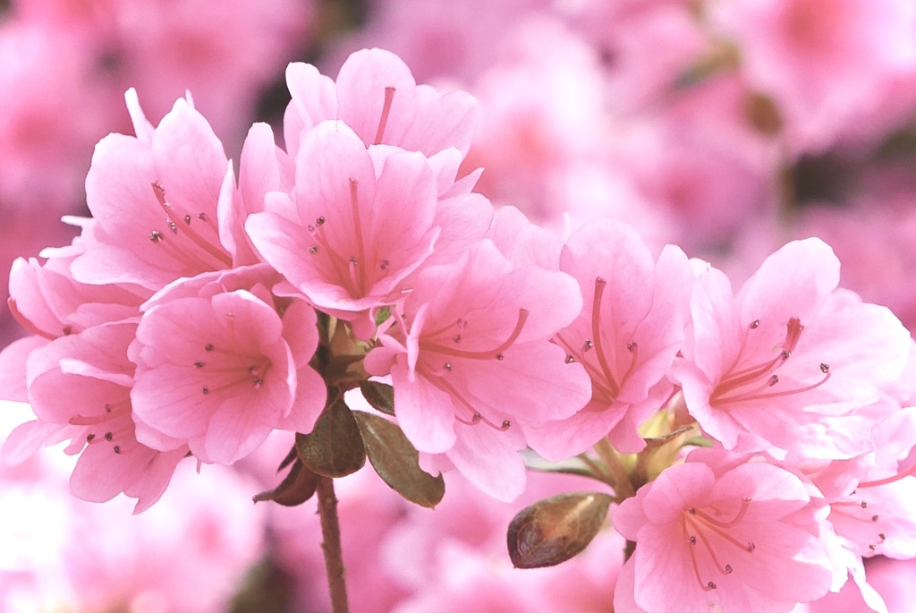 万博記念公園のつつじ