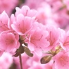 万博記念公園のつつじ