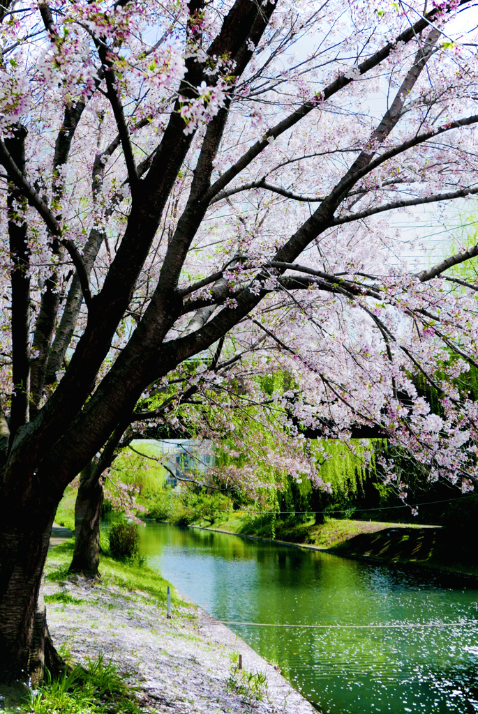 京都伏見　川辺の桜の散り始め