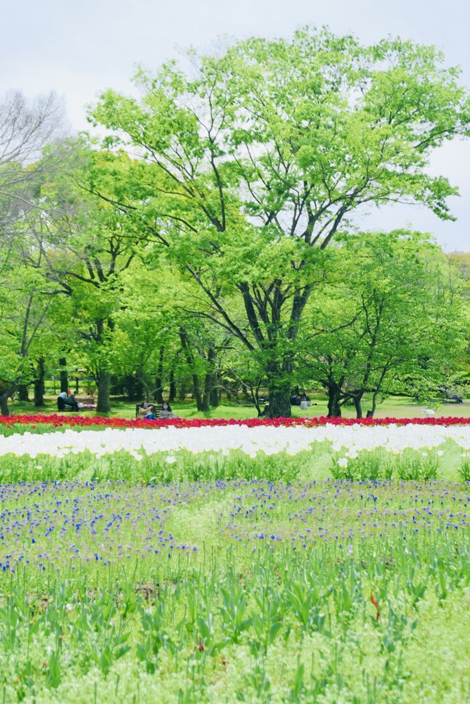 万博記念公園の赤いチュウリップ