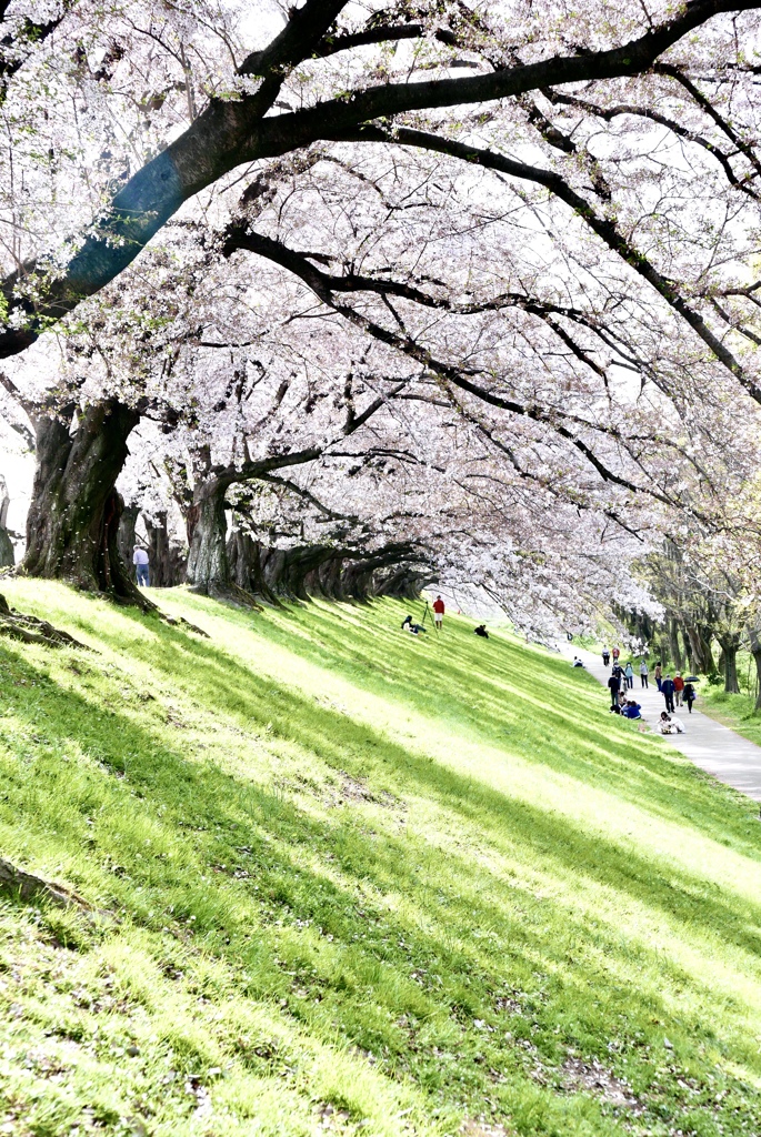 桜の頃　その３