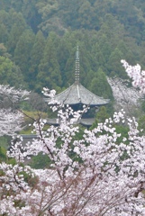 大津市　三井寺の三重塔と桜