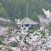 大津市　三井寺の三重塔と桜