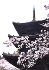 三井寺　三重塔と桜