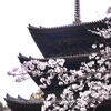 三井寺　三重塔と桜