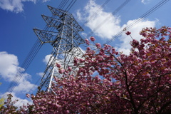 八重桜と鉄塔