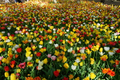 チューリップの花風呂