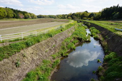 野