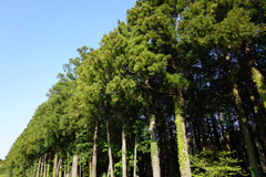 巨樹達の大行進