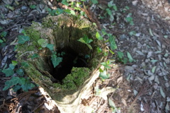 どんぐりの秘密基地