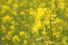 黄色い線香花火