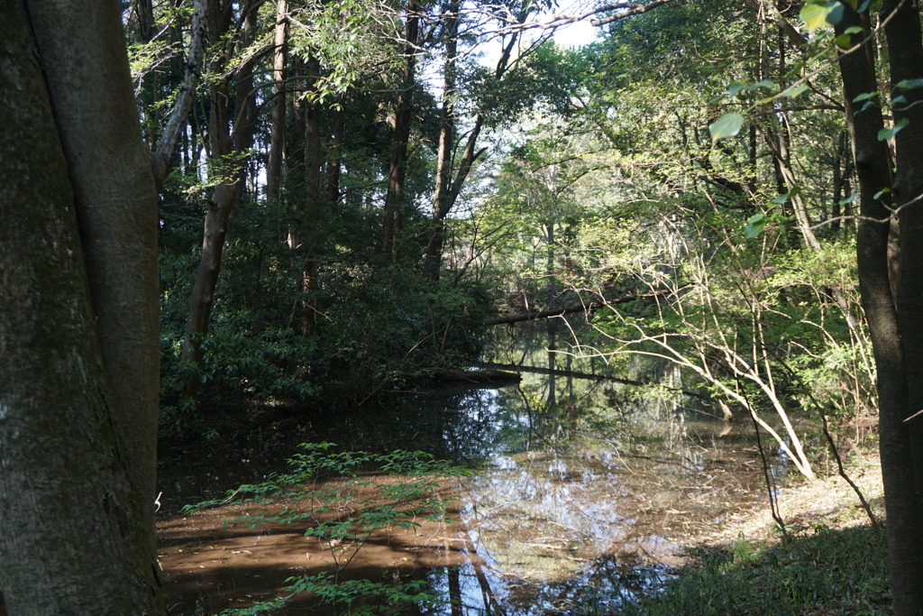 河童の住まう沼