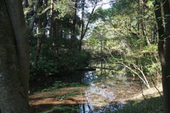 河童の住まう沼
