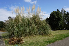 原始の擬態住居