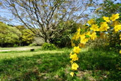 黄色い枝垂桜