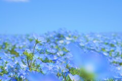 サファイヤブルー