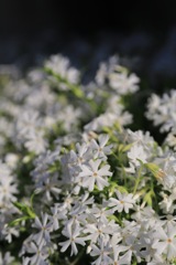 F8222B88-B892-4CE6-8C2F-1031A39ECA36