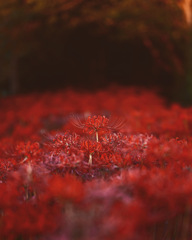 彼岸花