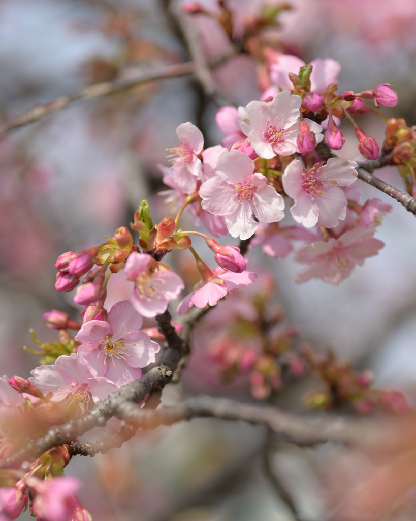 河津桜
