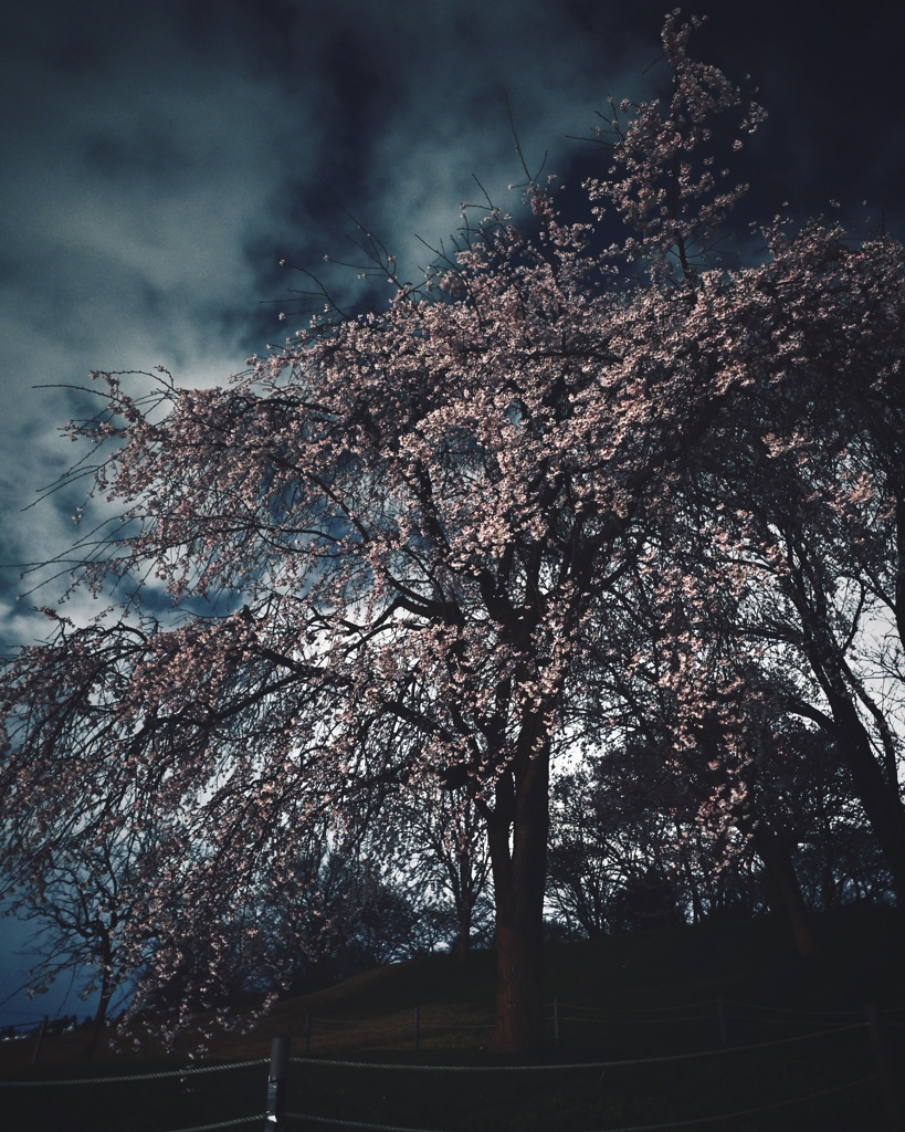 夜桜