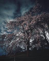 夜桜