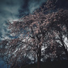 夜桜