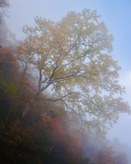 秋朝の霧