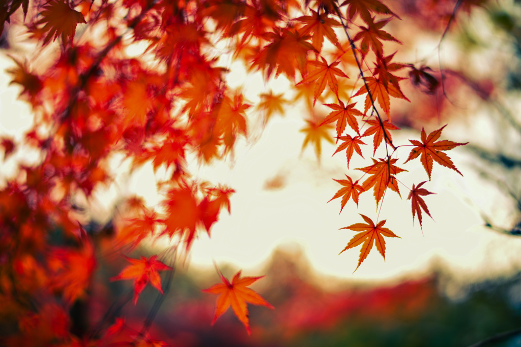 紅葉