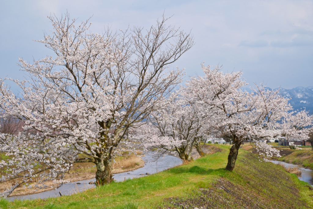 桜日和