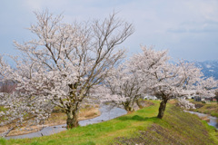桜日和