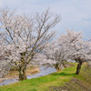 桜日和