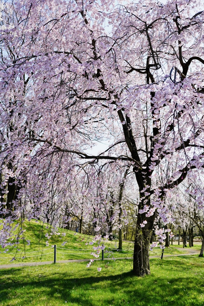 枝垂れ桜