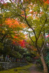 いつもの散歩道