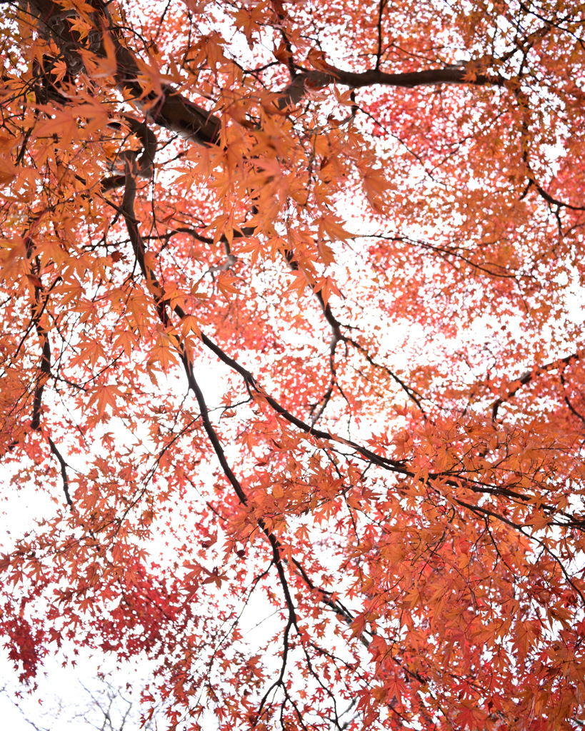 曇天に紅