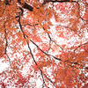 曇天に紅